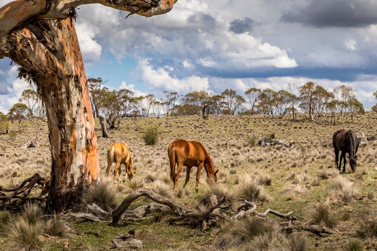 Feral horses graze near a tree