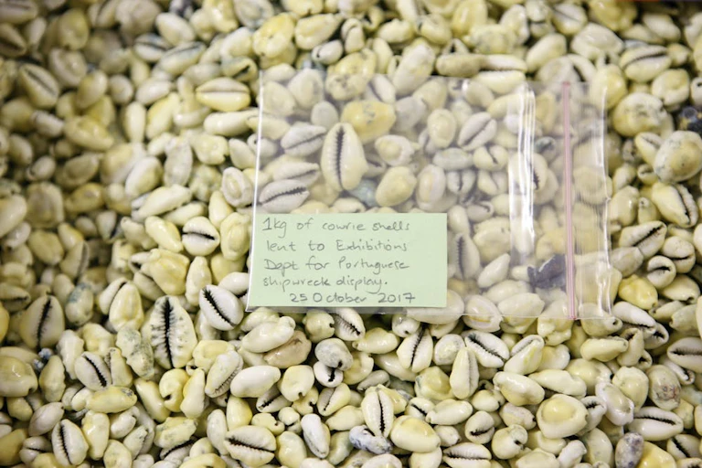 Large number of seashells, with a label