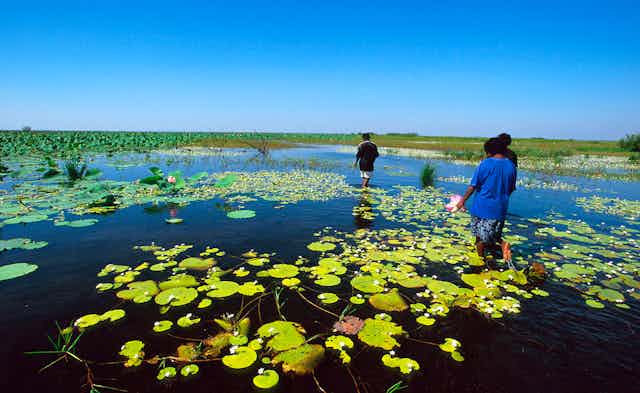 Aboriginal people from Daly River gather water lily stems, flowers and seeds in a billabong. They also feel for long-neck turtles with their feet.