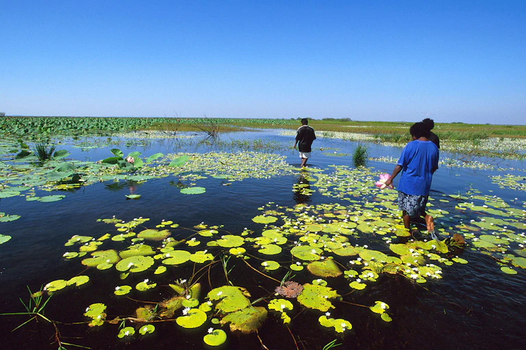 Aboriginal people from Daly River gather water lily stems, flowers and seeds in a billabong. They also feel for long-neck turtles with their feet.