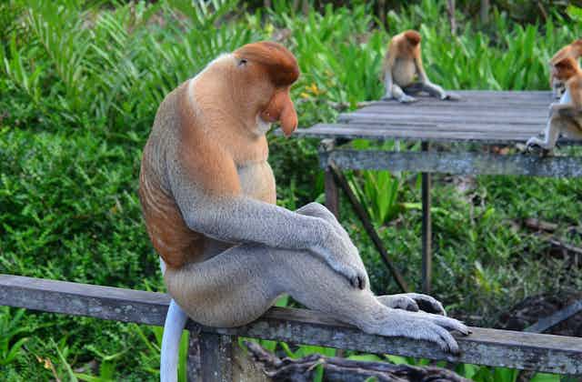 A proboscis monkey sits contemplatively on a fence