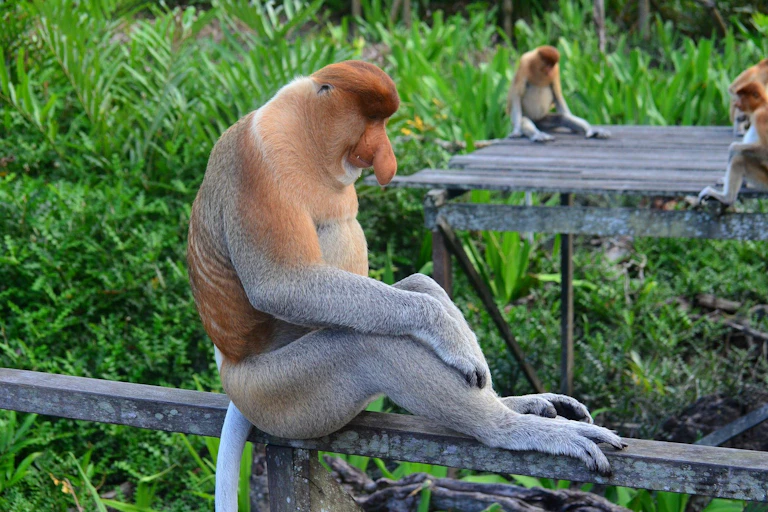 A proboscis monkey sits contemplatively on a fence