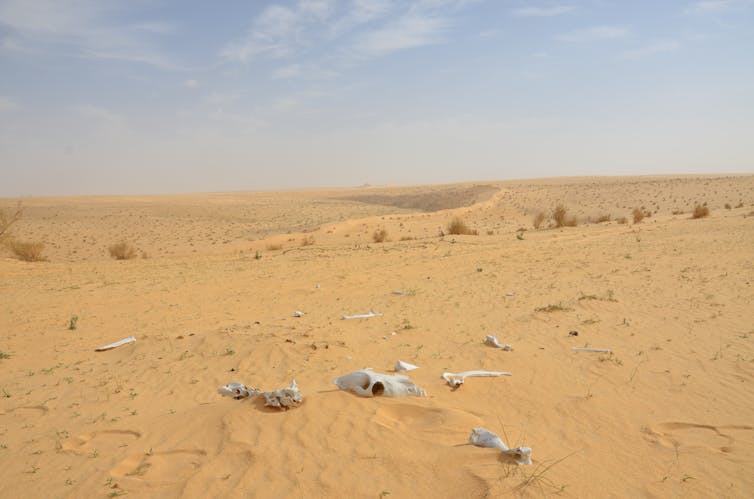 Research reveals humans ventured out of Africa repeatedly as early as 400,000 years ago, to visit the rolling grasslands of Arabia