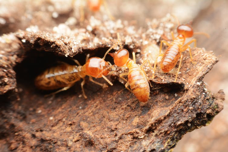 Close-up of three termites in wood