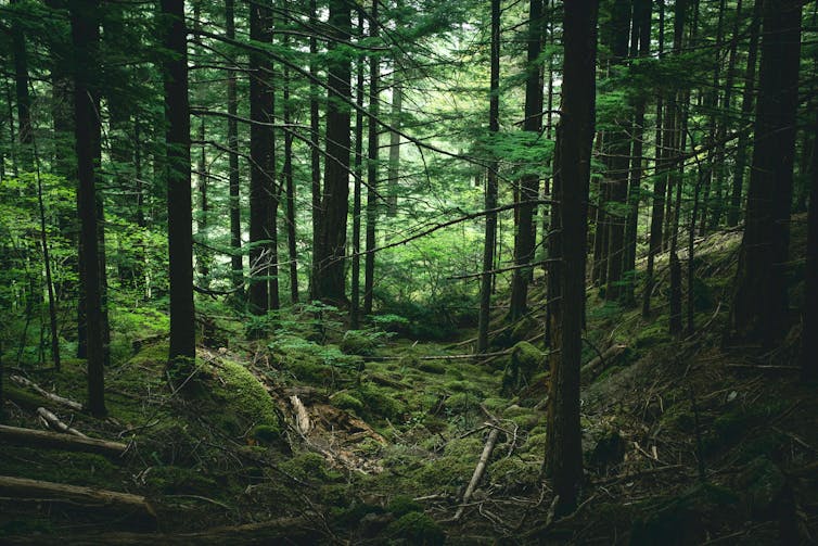 Lush, green forest