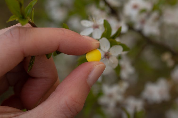 Close up of a vitamin C tablet in a woman's hand, in front of spring blossoms.