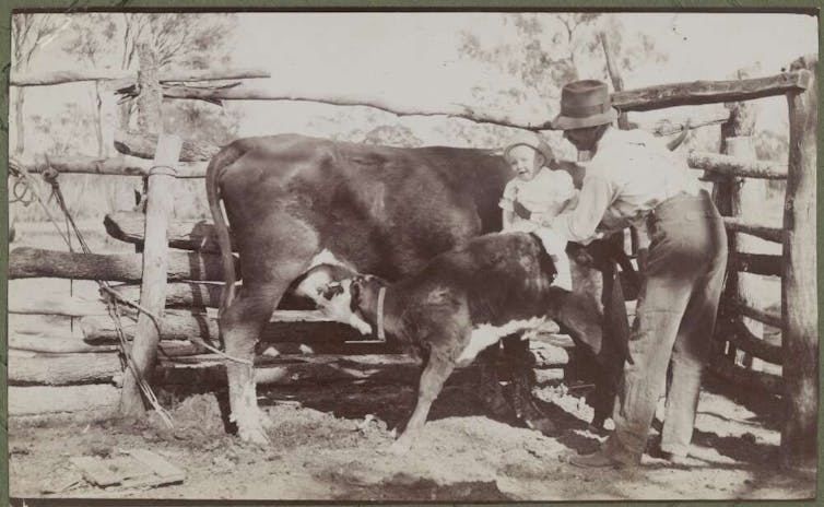 A father holding his infant on a calf, New South Wales, c.1915. Photo: National Library of Australia