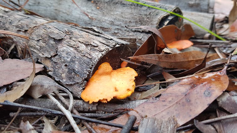 Mushrooms growing on a log