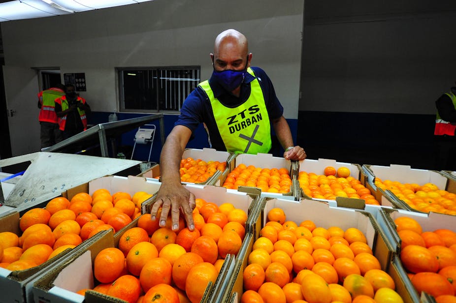 Worker inspects citrus at the Durban port