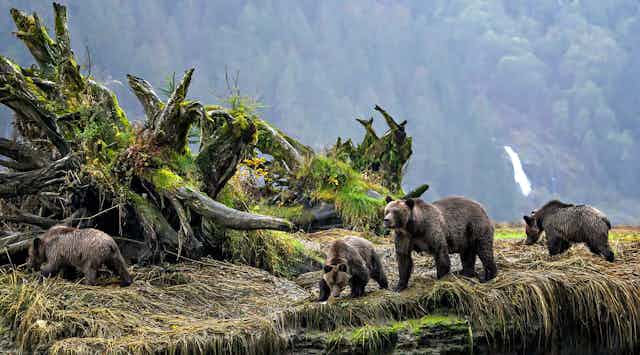 A family of four bears walks beside moss-covered trees
