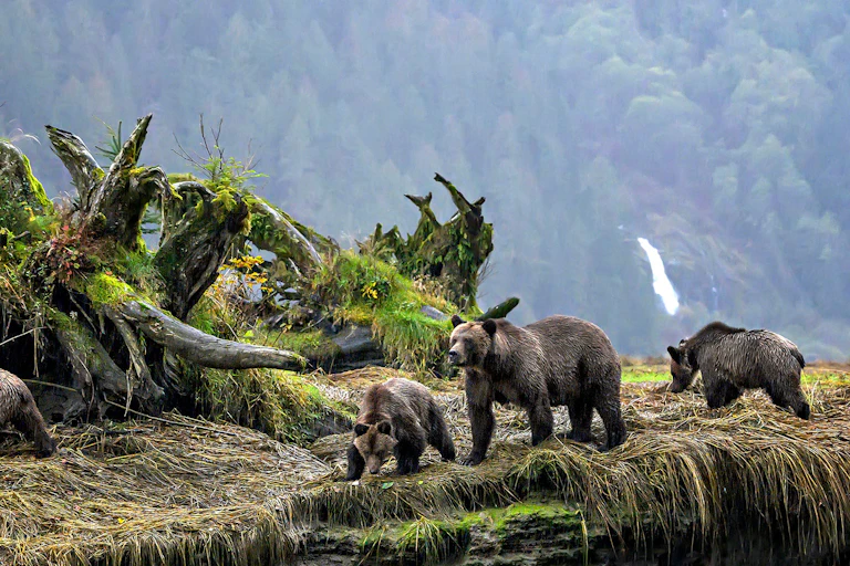A family of four bears walks beside moss-covered trees