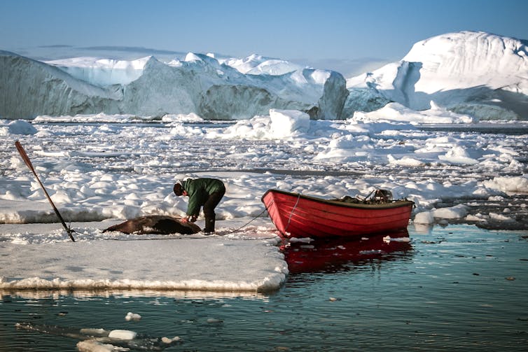 A sealer approaches a dead harp seal on an ice floe.