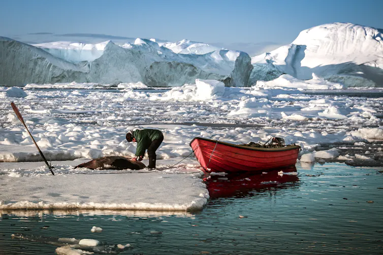 A sealer approaches a dead harp seal on an ice floe.