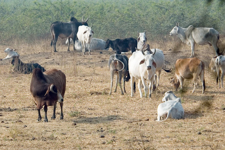 Cattle in a pasture