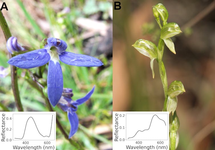 Flies like yellow, bees like blue: how flower colours cater to the taste of pollinating insects