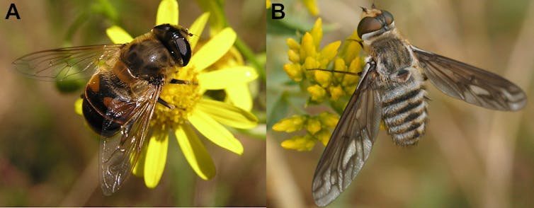 Flies like yellow, bees like blue: how flower colours cater to the taste of pollinating insects