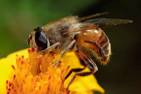 Flies like yellow, bees like blue: how flower colours cater to the taste of pollinating insects