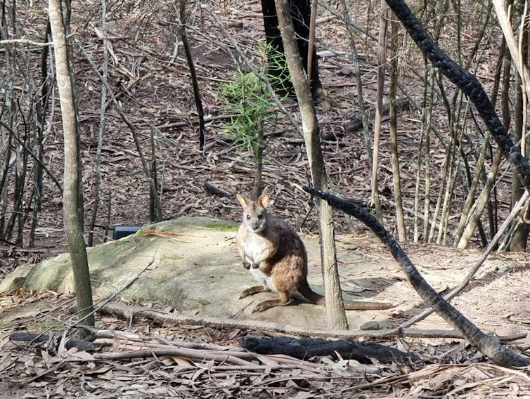 Parma wallaby sitting on a rock