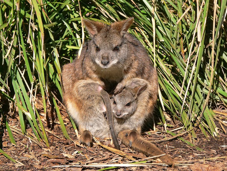 A parma wallaby with a joey