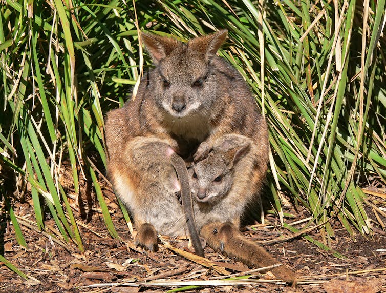 A parma wallaby with a joey