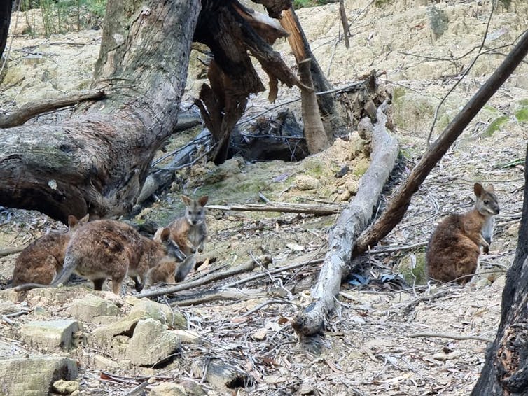 This shy little wallaby has a white moustache and shares its name with a pub meal. Yet it's been overlooked for decades