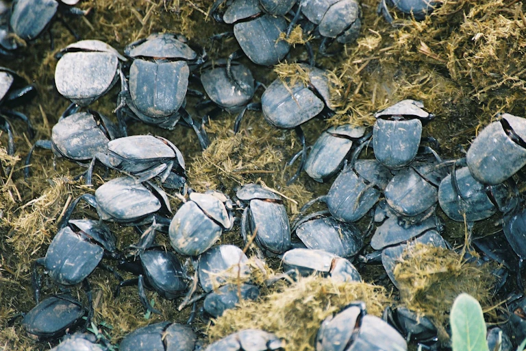 View from above of many beetles on a patch of dung