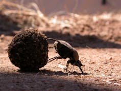 Beetle standing on its front legs, with its back legs on a ball of dung