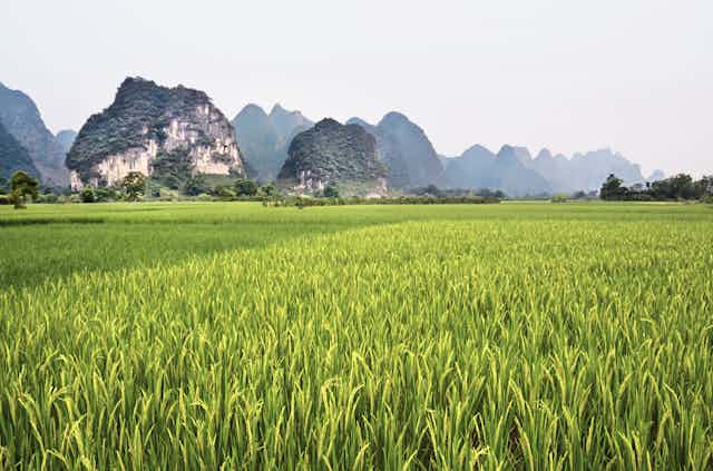 A karst landscape in China showing tall narrow eroded limestone peaks behind a rice paddy field.