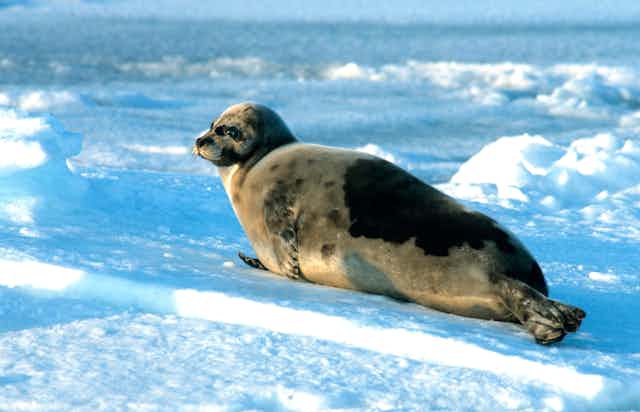 A seal with a soft grey coat reclines on ice.