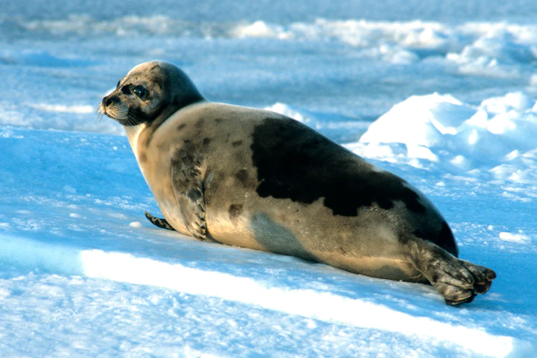 A seal with a soft grey coat reclines on ice.