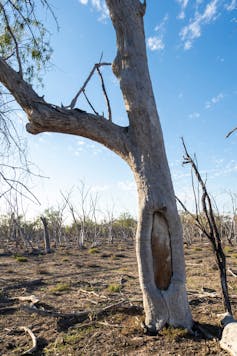 A scar tree - a tree with a piece removed for shield, shelter or raft.