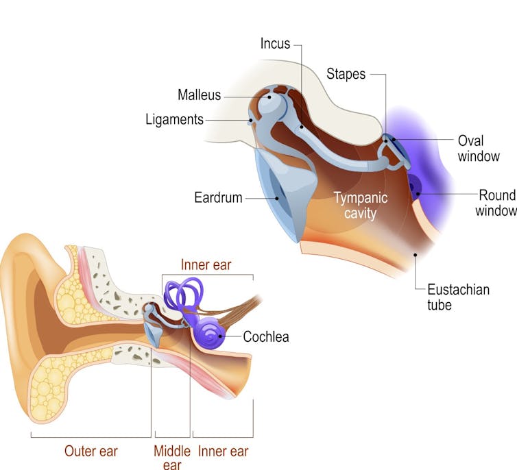 diagram of whole ear with inset of middle ear