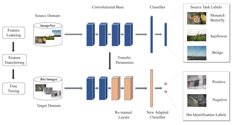 Graphic showing how researchers trained an artificial intelligence system to detect signs in images that bats were present.