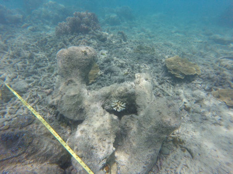 Photos from the field: why losing these tiny, loyal fish to climate change spells disaster for coral