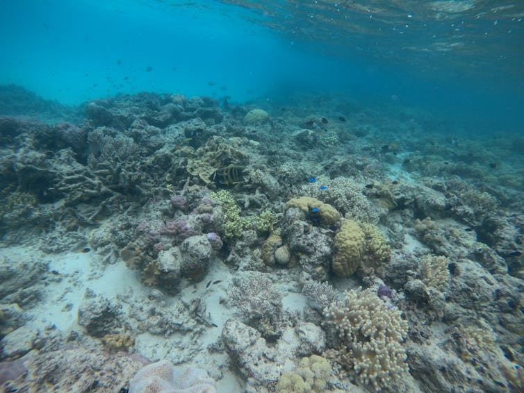 Photos from the field: why losing these tiny, loyal fish to climate change spells disaster for coral