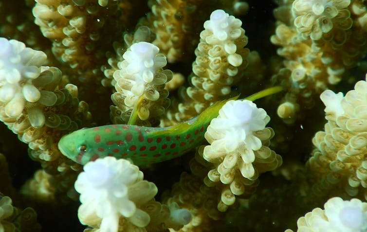 Photos from the field: why losing these tiny, loyal fish to climate change spells disaster for coral