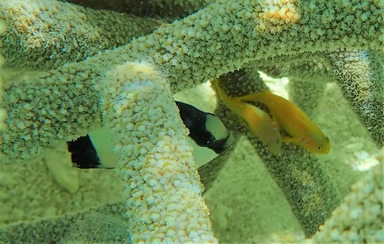 Photos from the field: why losing these tiny, loyal fish to climate change spells disaster for coral