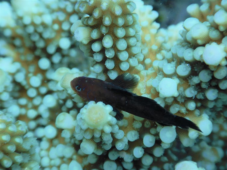 Photos from the field: why losing these tiny, loyal fish to climate change spells disaster for coral