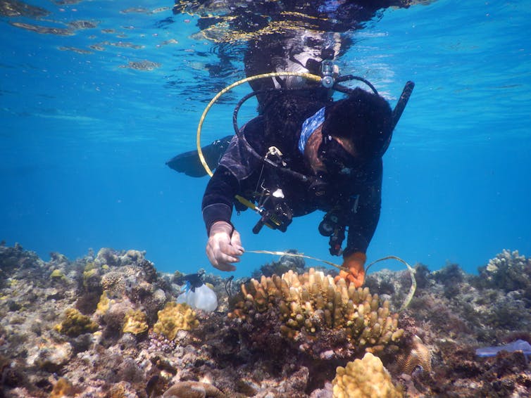 Photos from the field: why losing these tiny, loyal fish to climate change spells disaster for coral