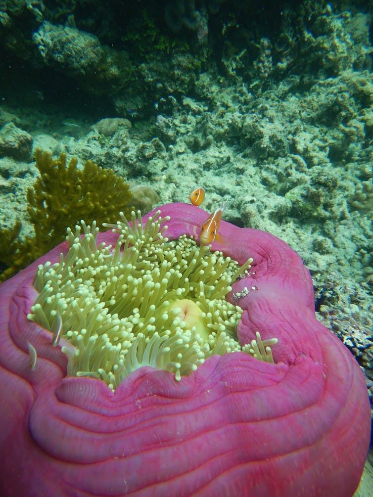 Photos from the field: why losing these tiny, loyal fish to climate change spells disaster for coral