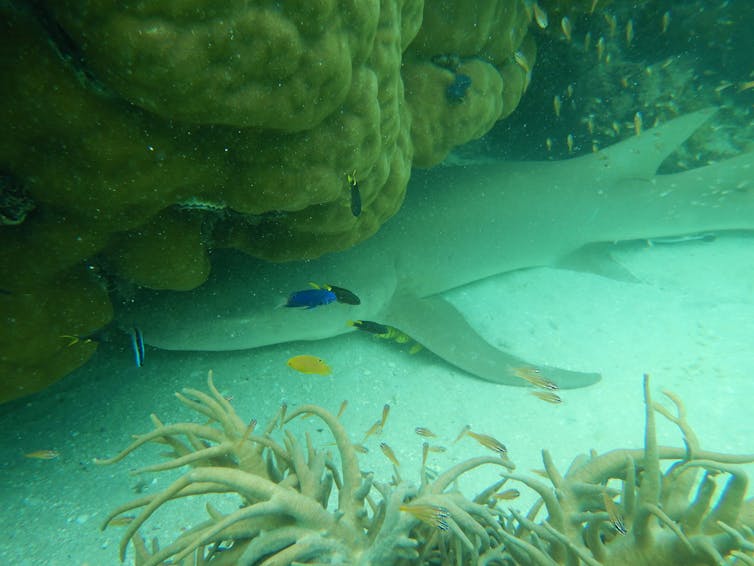 Photos from the field: why losing these tiny, loyal fish to climate change spells disaster for coral