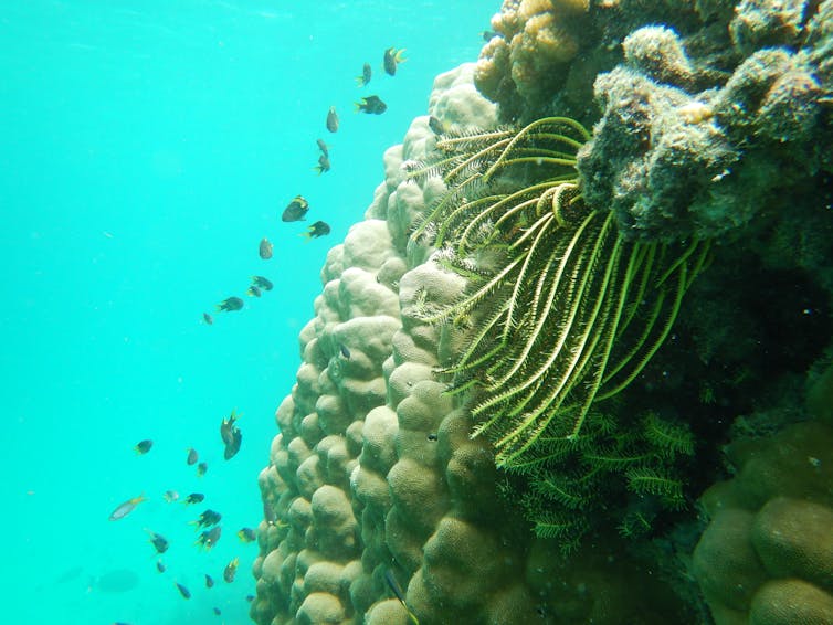 Photos from the field: why losing these tiny, loyal fish to climate change spells disaster for coral