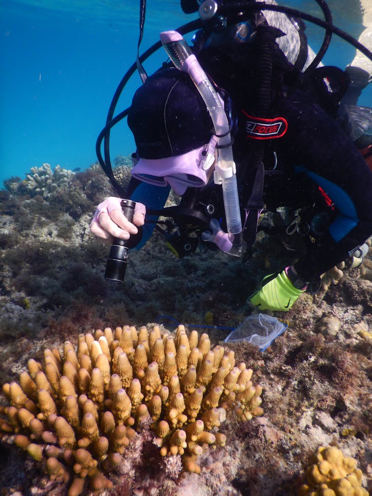 Photos from the field: why losing these tiny, loyal fish to climate change spells disaster for coral