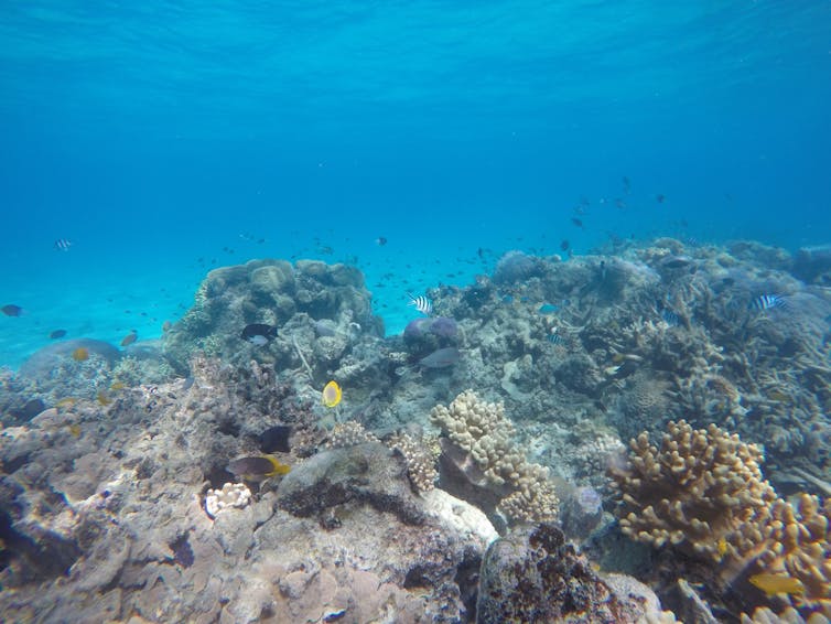 Photos from the field: why losing these tiny, loyal fish to climate change spells disaster for coral