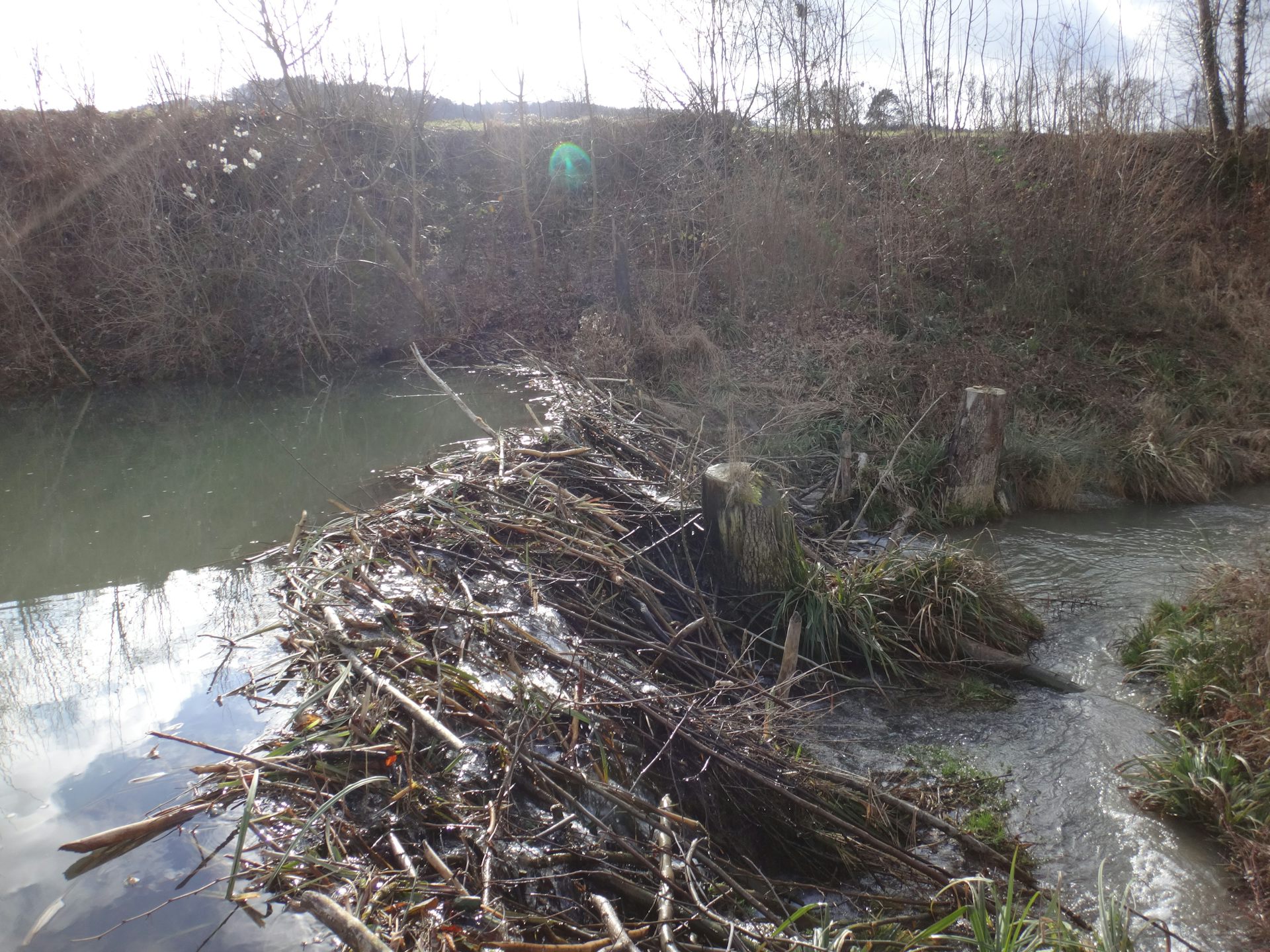River water collects in deep pool behind beaver dam of branches.