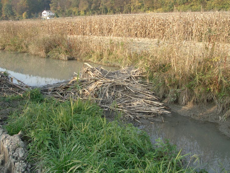 A beaver dam constructed from maize in a river next to field of crops