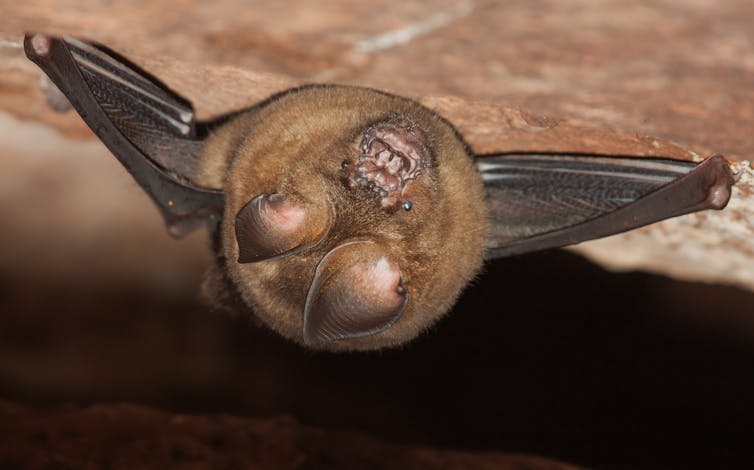 bat upside down on rock wall