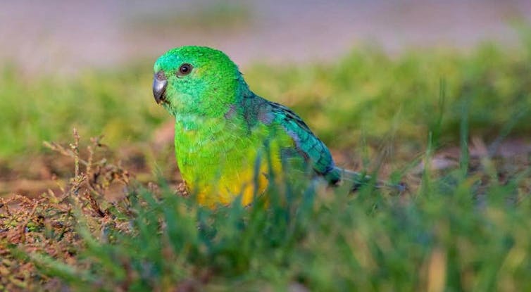 parrot in grass