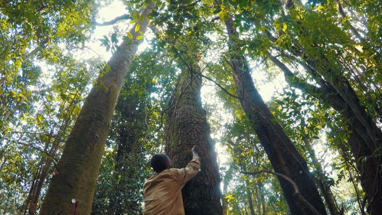 A person marks a tall tree with paint