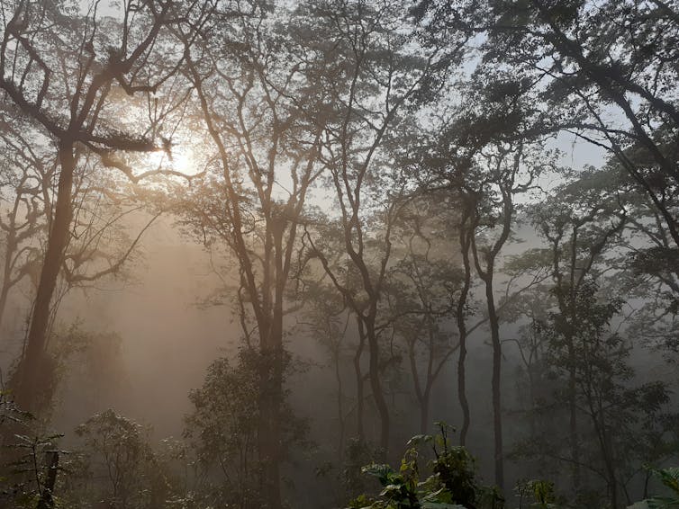 Tall trees with sunlight coming through